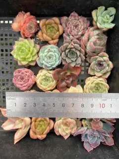 y*。様 A0058　詰め合わせセット　20株　カット苗　多肉植物 エケベリア