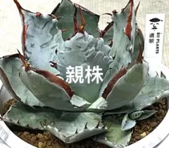 【子株付き】桃花塢 HU PLANTS 産　ハイブリッドアガベ 発根済】桃花塢 HU PLANTS 産 ハイブリッドアガベ - メルカリ