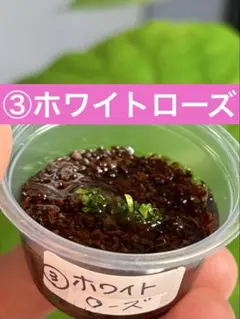 【ネコポス❣️】ホルダ31様 リクエスト 3点 まとめ商品