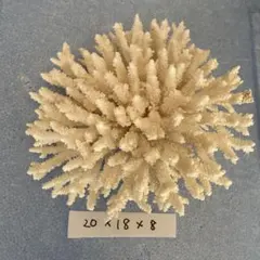 珊瑚礁 珊瑚 アロマストーン 白化珊瑚 置物 白珊瑚 17 - メルカリ