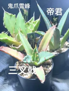 2026年最新】トライデント アガベの人気アイテム - メルカリ