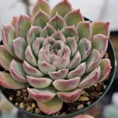 2026年最新】多肉 月影の人気アイテム - メルカリ