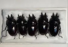 2026年最新】ヤエヤママルバネの人気アイテム - メルカリ