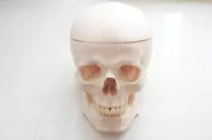 2025年最新】somso 模型の人気アイテム - メルカリ