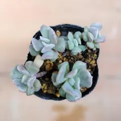 A2206新入荷 キュービックフロスティー錦 エケベリア 多肉植物 - メルカリ
