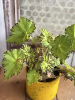 はくう様 リクエスト 2点 まとめ商品