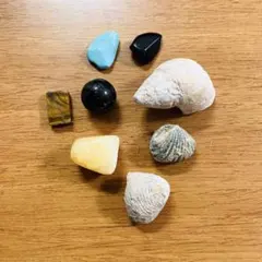 天然石と貝殻化石のセット　宝石取り　宝探し　科学　鉱物　観察　博物館