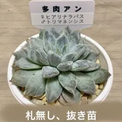 2026年最新】優木園の人気アイテム - メルカリ