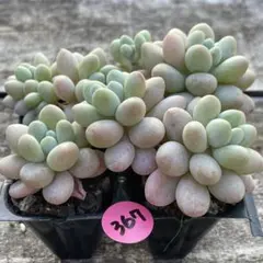 がっくん様 リクエスト 2点 まとめ商品