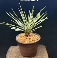ユッカ アロイフォリア 観葉植物 鉢植え - メルカリ