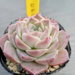 sa0v0☆様 リクエスト 2点 まとめ商品