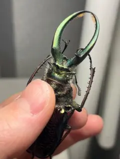 75mm】モセリオウゴンオニクワガタ Allotopus 昆虫標本 - メルカリ