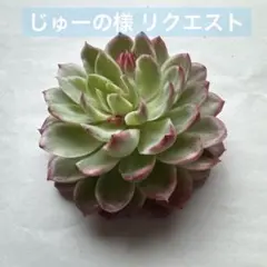 じゅーの様 リクエスト 4点 まとめ商品