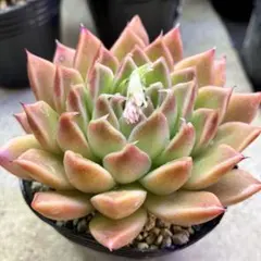 AmaeMama様 リクエスト 3点 まとめ商品