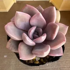 ローレイ様 リクエスト 2点 まとめ商品