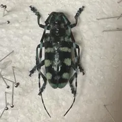 2026年最新】カミキリ 昆虫標本の人気アイテム - メルカリ