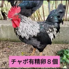 2026年最新】卵 チャボの人気アイテム - メルカリ