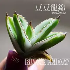 sABo様 リクエスト 2点 まとめ商品