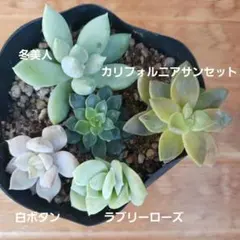 2025年最新】多肉ラブリーローズの人気アイテム - メルカリ