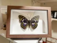 2025年最新】オオムラサキの人気アイテム - メルカリ