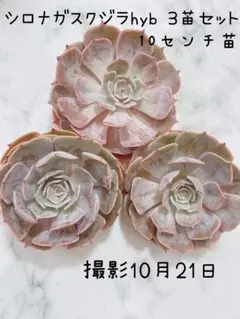 お得な9苗セット！cozさん・韓国苗　札付き・メルカリ便発送！ 2025年最新】COZ苗の人気アイテム - メルカリ