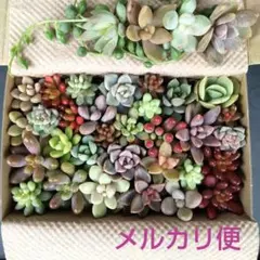 ⑦ 多肉植物 セダム カット苗セット 詰め合わせ 寄せ植え 多肉弁当 (中)
