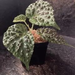カプアスフルエンシス Begonia【旧テムユク】ベゴニア 原種 B - メルカリ