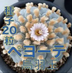 2025年最新】烏羽玉の人気アイテム - メルカリ