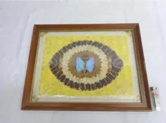 希少　モルフォ蝶 飾り額 標本　コレクション　アクセサリー素材 2025年最新】モルフォ蝶 額の人気アイテム - メルカリ