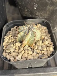 2026年最新】関上ホリダの人気アイテム - メルカリ