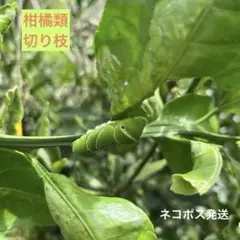가지가 있는 감귤류 제비꼬리 나비 유충 사료 (살충제 없음)