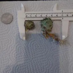 くだもんや　みつや2号○プロフ必読○様 リクエスト 2点 まとめ商品