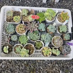 多肉植物 難アリ