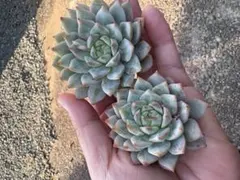 多肉＆サボ様 リクエスト 2点 まとめ商品