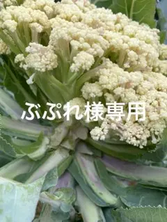 ぶぷれ様専用です