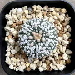 ギムノカリキウム ミハノビッチ トゲ無し牡丹玉綴化 (実生) - メルカリ