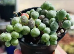 多肉植物　レア種　ムラサキブドウ　1ポット　根&カット苗のサムネイル