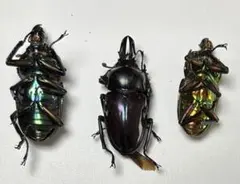 2026年最新】ニジイロクワガタ 標本の人気アイテム - メルカリ