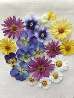 押し花 NO.350 アジアンタム 薔薇 マーガレット - メルカリ