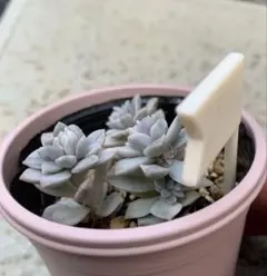 timcla様 リクエスト 3点 まとめ商品