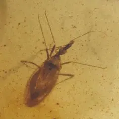 ベニボタルの一種 昆虫標本 ホタル標本 蛍タランチュラムカデ