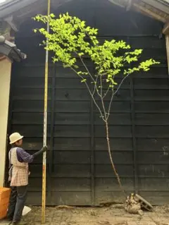 ハナミズキレインボー樹高約㎝引き取り又は近畿地方限定配達＆植え込み可能。 ハナミズキレインボー樹高約㎝引き取り又は近畿地方限定配達＆植え込み