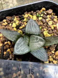 2026年最新】ハオルチア の人気アイテム - メルカリ