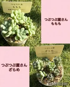札付き❣️ ざらめ　スプリングワンダー×ケッセルリンギアナ　抜き苗　つぶつぶ屋さん ❣️札つき 多肉植物 セダム つぶつぶ屋 ☆ざらめ☆ 抜き苗 - メルカリ