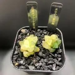 O*Z様 ハオルチア　広瀬オブツーサ　水中の月　鮮明錦セット