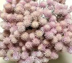 千日紅ドライフラワー❁﻿ドライフラワー❁オードリーピンク︎フォロワー様100円引き