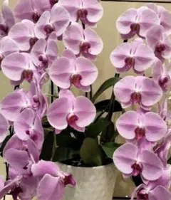 2025年最新】胡蝶蘭の人気アイテム - メルカリ