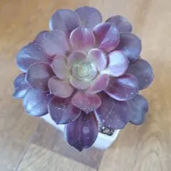 多肉植物 アエオニウム カシミアバイオレット 抜き苗 - メルカリ