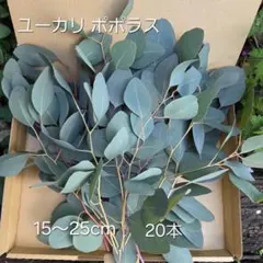 ✤ ユーカリ ポポラス ✤ フレッシュ*＊ ユーカリ ポポラス I インドアプランツ I プラントソサエティ
