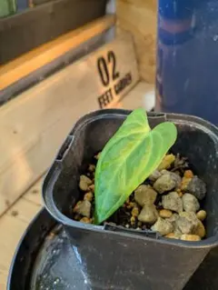 2025年最新】アンスリウム苗の人気アイテム - メルカリ